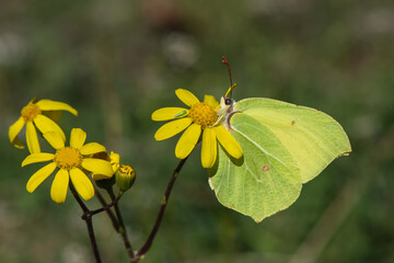 
Pieridae / Orakkanat / / Gonepteryx rhamni