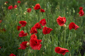 Fototapeta premium Blooming red poppies in the field