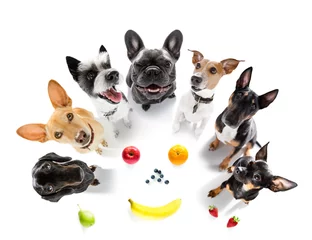 Zelfklevend Fotobehang Grappige hond paar honden rond gezond fruit