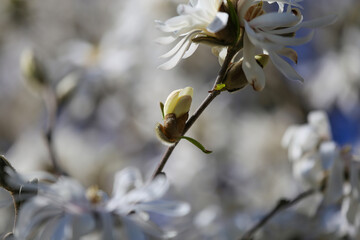 Beginning of springtime - closeup of isolated blooming white star magnolia tree blossoms (magnolia stellatum) against deep blue cloudless sky with contrasting colors