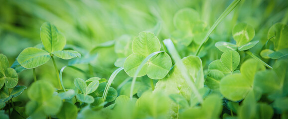 Fototapeta na wymiar Fresh green clover spring background
