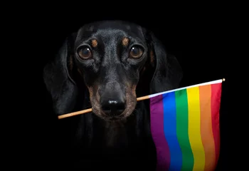 Foto op Plexiglas Grappige hond homo trots hond