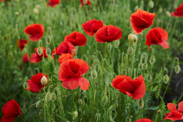 Blooming red poppies in the Meadow