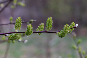 Willow Catkins in Early Spring. Pussy willow spring time background. willow branches spring background, abstract blurred view of spring. Soft spring background with pussy willow catkins.