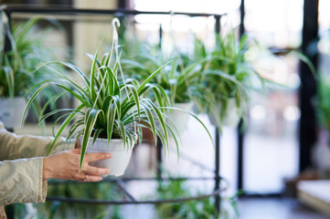 Hands of a woman holds plant in a garden shop