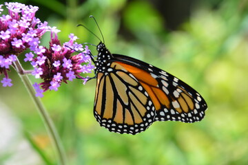 Monarch butterfly