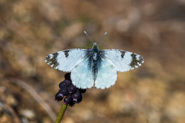 Pieridae / Turuncu Süslü / / Anthocharis cardamines
