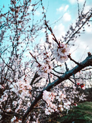 Spring trees in blossom