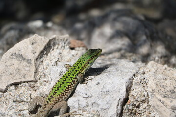 Podarcis muralis