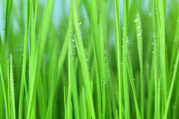 Fresh green grass with dew drops closeup.Wallpaper, water droplets on the leaves. Natural background, water and green leaves with morning dew after rain. Close-up.
