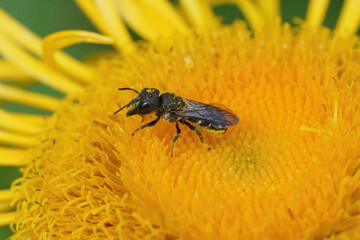 Closeup of a large-headed resin bee, Heriades truncorum on a yellow  flower