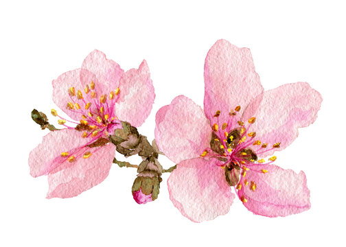 Pink apple blossoms on a white background, watercolor illustration.