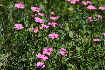 pink flowers in the garden