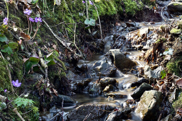 Bachlauf im Wald