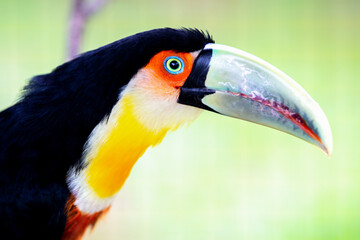 Colorful Green billed toucan with yellow and red breast in closeup with blurred background. Ramphastos dicolorus