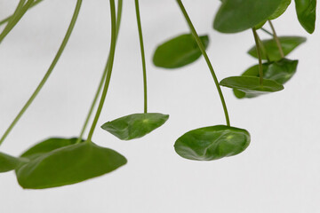 Fototapeta na wymiar Green pancake leaf