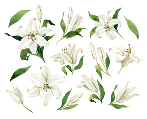 White lilies watercolor clipart set. Gentle white flowers isolated on white background. Clipart for greeting cards, wedding invitations, birthday cards, stationery.