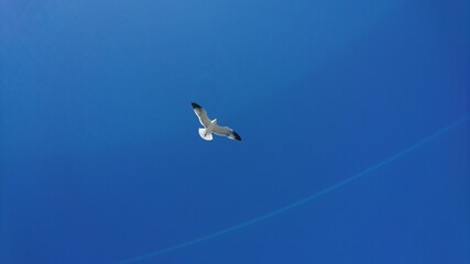 seagull in flight