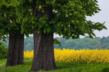 Fototapeta wiosenna aleja kasztanowa i kwitnący żółty żepak obraz