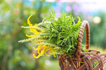 Buquets Ragweed bushes, Ambrosia artemisiifolia and Solidago, goldenrods In basket