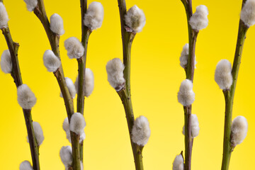 willow tree branch on colorful yellow background. Macro shot of pussy willow.