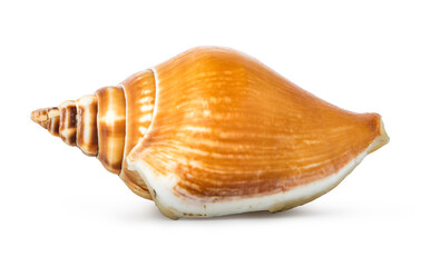 Brown spiraled seashell