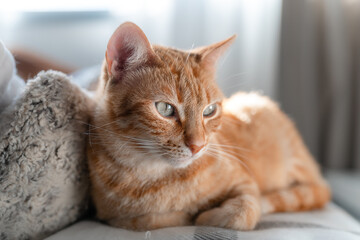 a brown tabby cat with green eyes lying on a sofa under the light of the window. close up