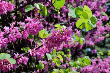 pink and purple flowers of the cercis