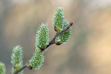 Willow Catkins in Early Spring. Pussy willow spring time background. willow branches spring background, abstract blurred view of spring. Soft spring background with pussy willow catkins.