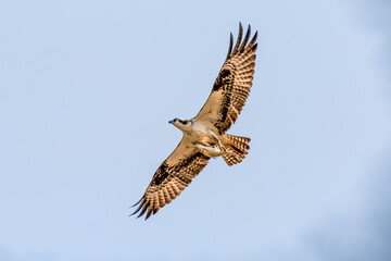 osprey in flight with fish
