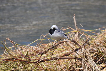 black headed gull