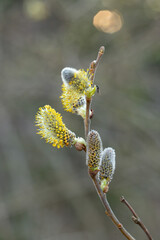 Willow Catkins in Early Spring. Pussy willow spring time background. willow branches spring background, abstract blurred view of spring. Soft spring background with pussy willow catkins.