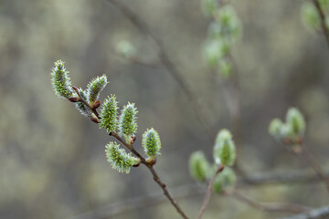 Willow Catkins in Early Spring. Pussy willow spring time background. willow branches spring background, abstract blurred view of spring. Soft spring background with pussy willow catkins.