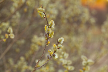 Willow Catkins in Early Spring. Pussy willow spring time background. willow branches spring background, abstract blurred view of spring. Soft spring background with pussy willow catkins.