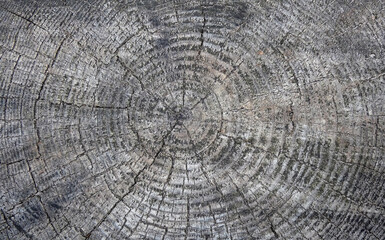 Fototapeta premium Old cut of a very large tree, annual rings, cracks, gray shabby texture