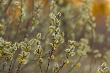 Willow Catkins in Early Spring. Pussy willow spring time background. willow branches spring background, abstract blurred view of spring. Soft spring background with pussy willow catkins.