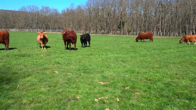 Long horned salers cows in the field