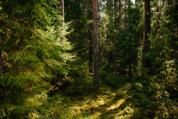 finnish forest suomalainen metsä in sunlight early summer in the north light peaking through the...