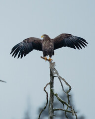 eagle in finland
