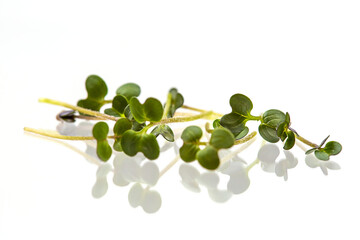 Fresh microgreens of White mustard isolated on white background.
