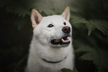 Obraz premium Shiba Inu