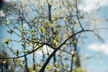 Obraz premium Springtime 