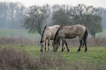 Naklejka na ściany i meble Two Konik horse The domestic horse (Equus ferus caballus). Gelderland in the Neterlands.