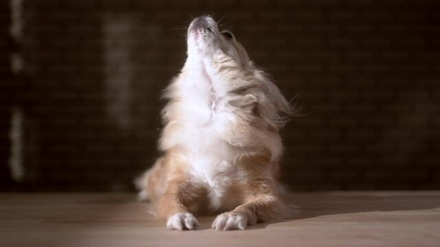 light beige senior chihuahua dog howling or singing on wooden floor at home