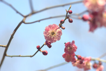 梅の花