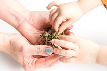 The childs hand takes the freshly plucked microgreens from the mothers hands.