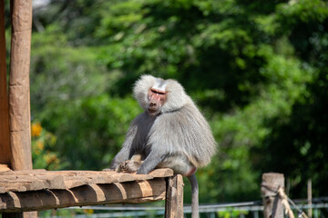 Serious real baboon sitting on wooden platform looking to the side