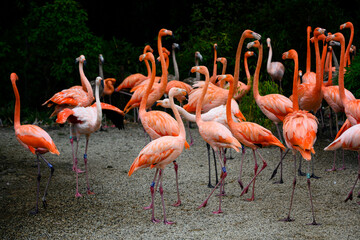 Phoenicopterus ruber - A flock of flamingos in detail.