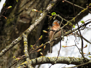 robin on a branch