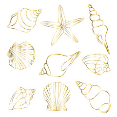 Set of gold shells, starfish on a white background. Vector, illustration